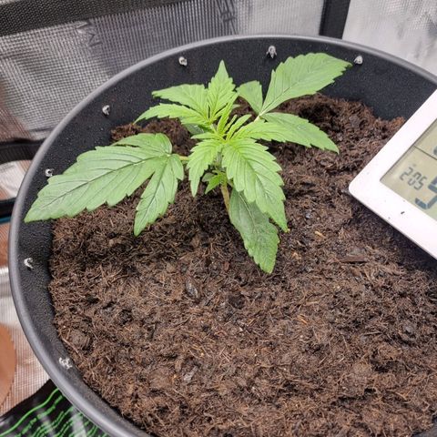 Bettii growlog timeline photo