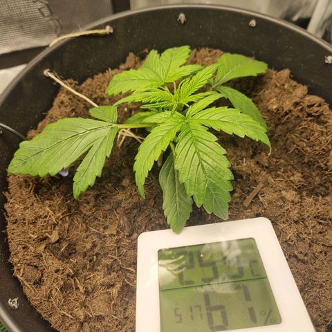 Bettii growlog photo: Pre-tied tether for Lst version 2,0 after transplant. No signs of nutes doing bad yet