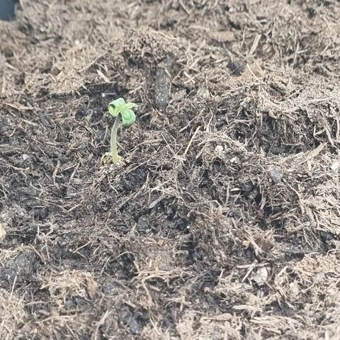 Melissa Bomb growlog photo: Looking good bish 😘 couple squirts early in the morning and humidity looks stable 