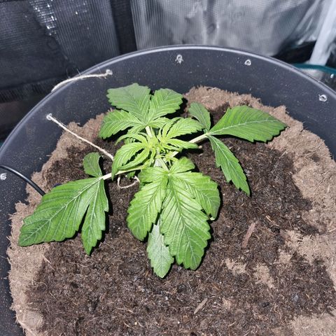 Bettii growlog timeline photo