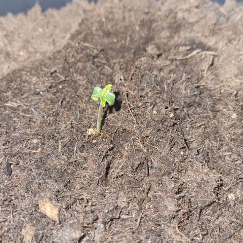 Melissa Bomb growlog timeline photo