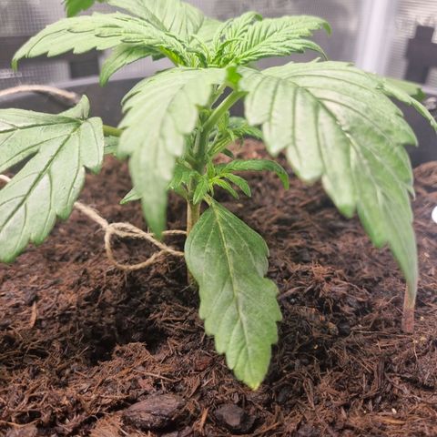 Bettii growlog timeline photo