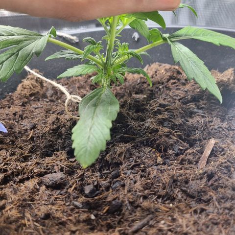 Bettii growlog timeline photo