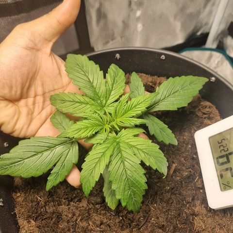 Bettii growlog timeline photo