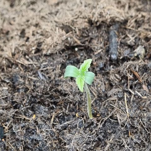 Melissa Bomb growlog timeline photo