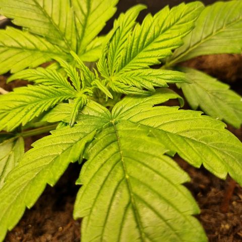 Bettii growlog timeline photo