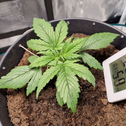 Bettii growlog timeline photo