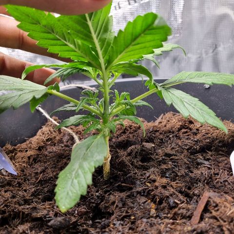 Bettii growlog timeline photo