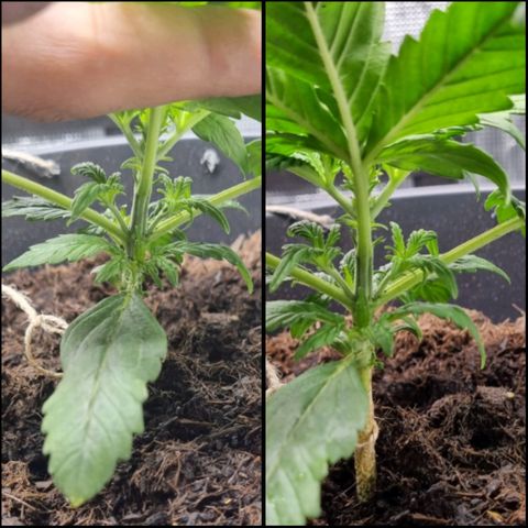 Bettii growlog timeline photo