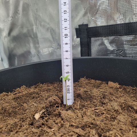 Melissa Bomb growlog photo: Going to consistently measure growth because it doesn't look as if she's making progress. Cotyledon leaves aren't opening atm. 