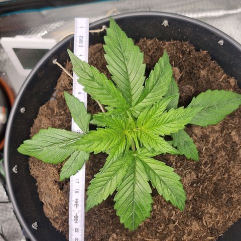 Bettii growlog photo: Lots of nodes sprouting, going to start Lst in next couple of days. 
