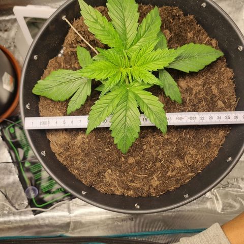 Bettii growlog photo: Lots of nodes sprouting, going to start Lst in next couple of days. 