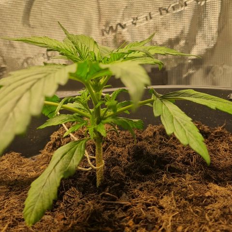 Bettii growlog photo: Lots of nodes sprouting, going to start Lst in next couple of days. 