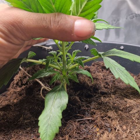 Bettii growlog photo: Lots of nodes sprouting, going to start Lst in next couple of days. 