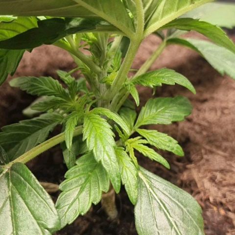 Bettii growlog timeline photo
