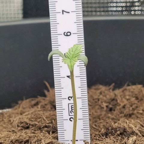 Melissa Bomb growlog photo: Measurement at 2030 today, she's a grower not a shower. 
