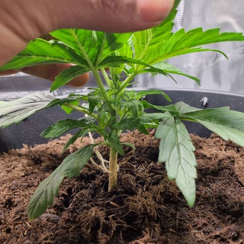 Bettii growlog timeline photo