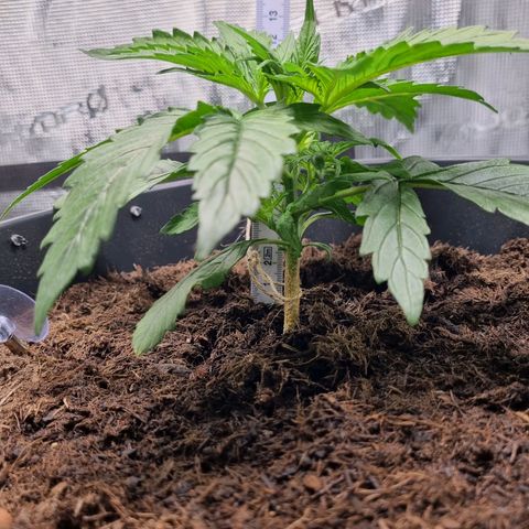 Bettii growlog timeline photo