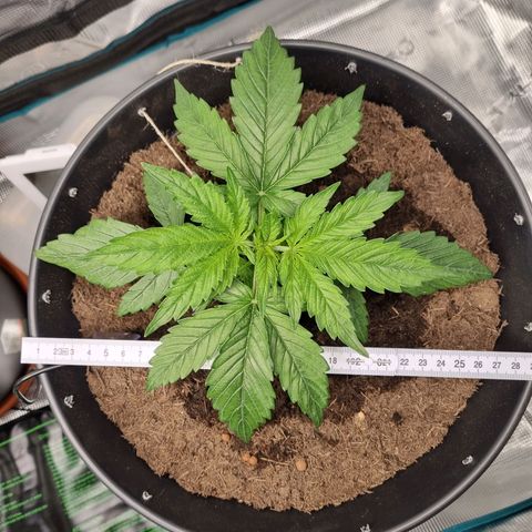 Bettii growlog timeline photo