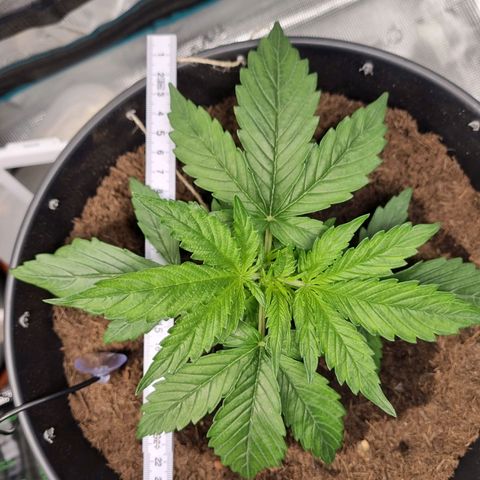 Bettii growlog timeline photo