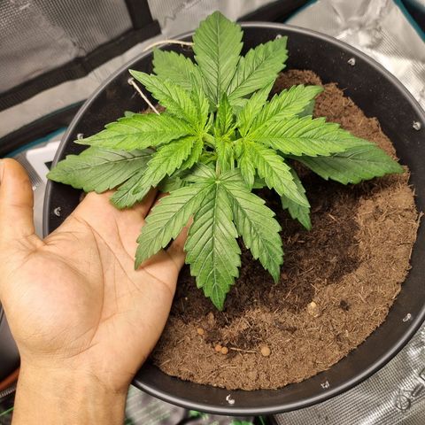 Bettii growlog timeline photo
