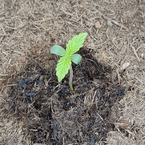 Melissa Bomb growlog photo: Fan leaves look really nice after the cotyledons looked like the plant was failing. Excited to see how fast she grows.