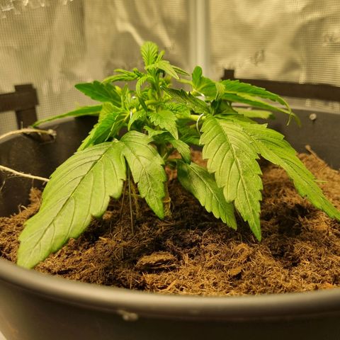 Bettii growlog photo: Post-first Lst session