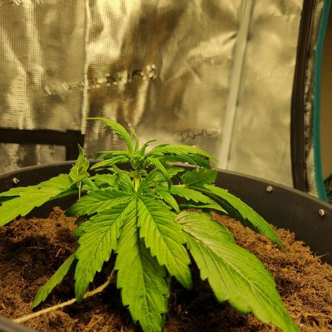 Bettii growlog photo: Post-first Lst session