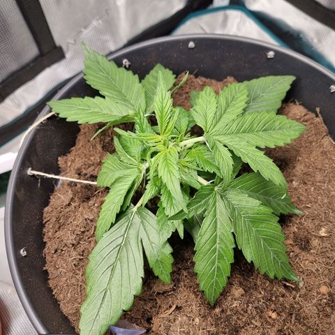 Bettii growlog photo: Post-first Lst session