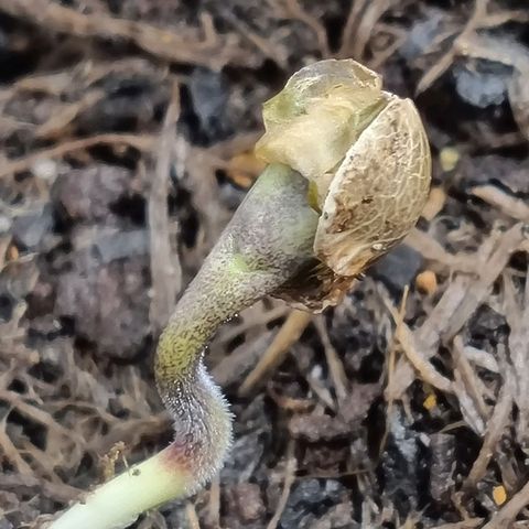 Patricia's Bitch Ass growlog photo: Got scared that she died on me before she sprouted, but I guess she was a little horizontal before she found her way. 