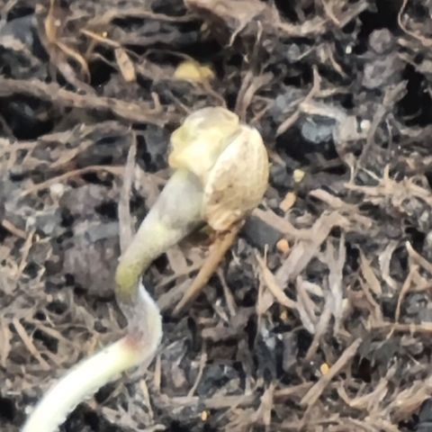 Patricia's Bitch Ass growlog photo: Got scared that she died on me before she sprouted, but I guess she was a little horizontal before she found her way. 