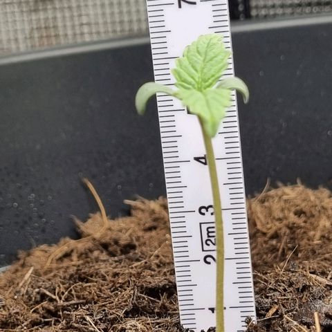 Melissa Bomb growlog timeline photo