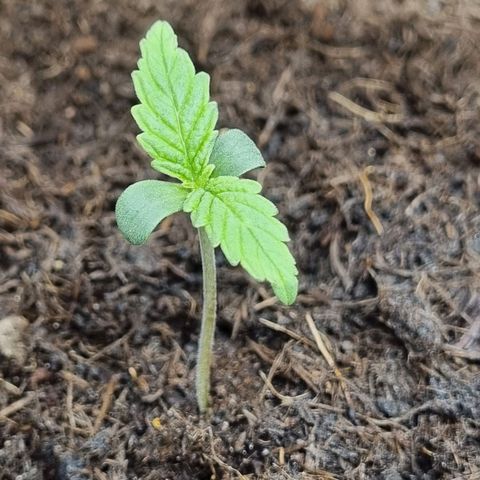 Melissa Bomb growlog timeline photo