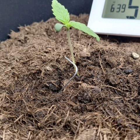 Melissa Bomb growlog timeline photo