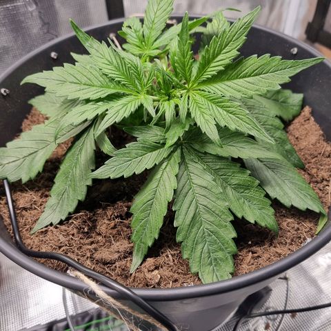 Bettii growlog photo: Continued to Lst, hopefully successfully and tucked as many fans as I could under the sprouting nodes. 