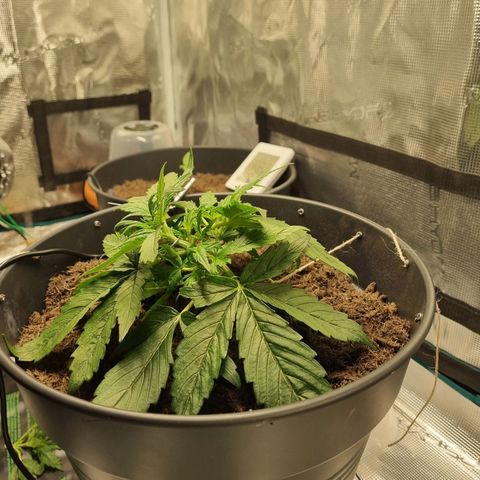 Bettii growlog photo: Continued to Lst, hopefully successfully and tucked as many fans as I could under the sprouting nodes. 