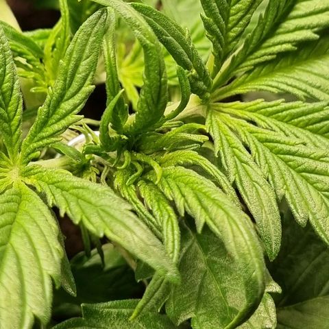 Bettii growlog photo: Continued to Lst, hopefully successfully and tucked as many fans as I could under the sprouting nodes. 