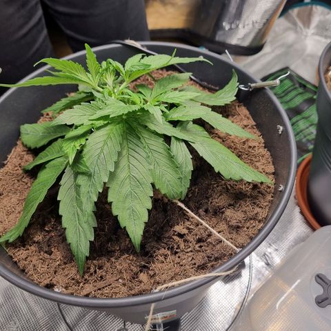 Bettii growlog photo: Continued to Lst, hopefully successfully and tucked as many fans as I could under the sprouting nodes. 