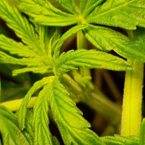 Bettii growlog photo: Continued to Lst, hopefully successfully and tucked as many fans as I could under the sprouting nodes. 