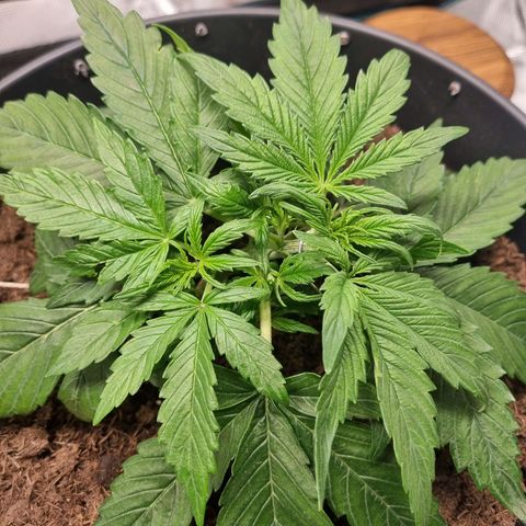 Bettii growlog photo: Continued to Lst, hopefully successfully and tucked as many fans as I could under the sprouting nodes. 