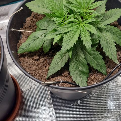 Bettii growlog photo: Continued to Lst, hopefully successfully and tucked as many fans as I could under the sprouting nodes. 