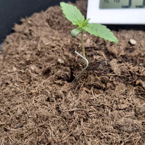 Melissa Bomb growlog photo: She's still growing... Almost a cm taller than yesterday 💚