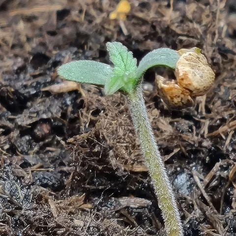 Patricia's Bitch Ass growlog timeline photo