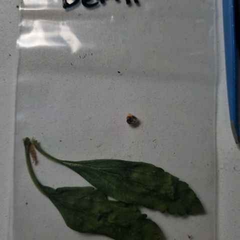 Bettii growlog photo: First leaves and seed casing after germination 🥹💚