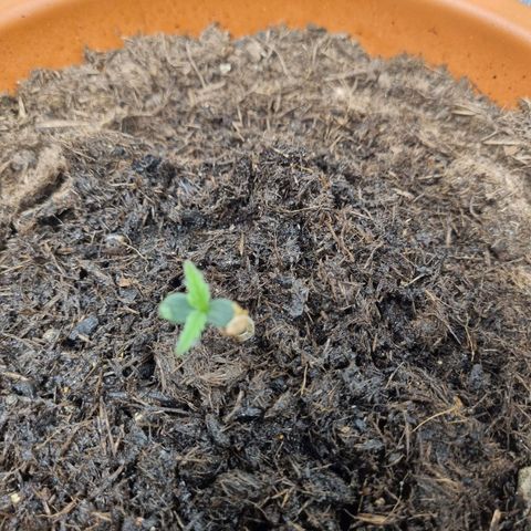 Patricia's Bitch Ass growlog timeline photo