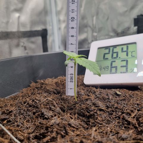 Melissa Bomb growlog timeline photo