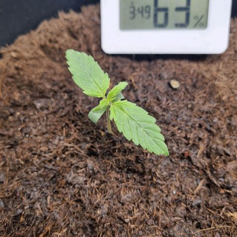 Melissa Bomb growlog timeline photo