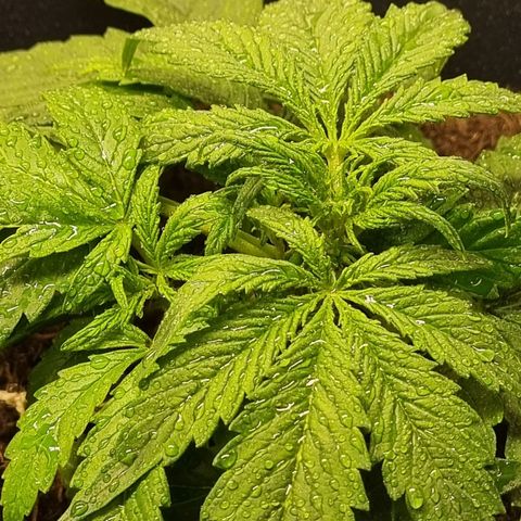 Bettii growlog timeline photo