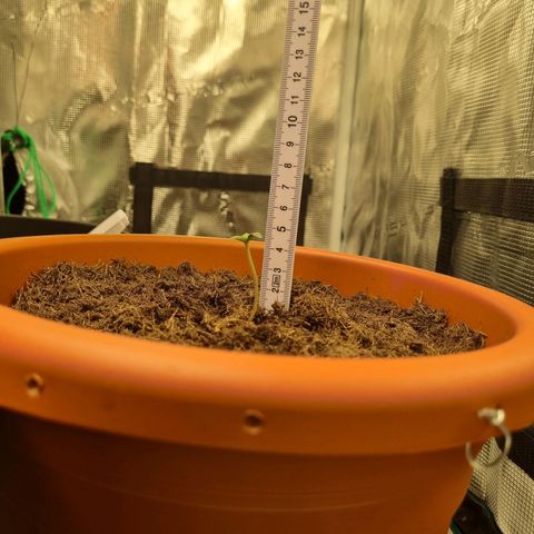 Patricia's Bitch Ass growlog timeline photo