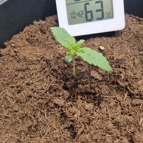 Melissa Bomb growlog timeline photo